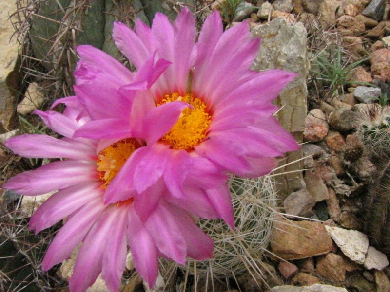 Thelo_bicolor var bolaensis or flavidispinus11.JPG