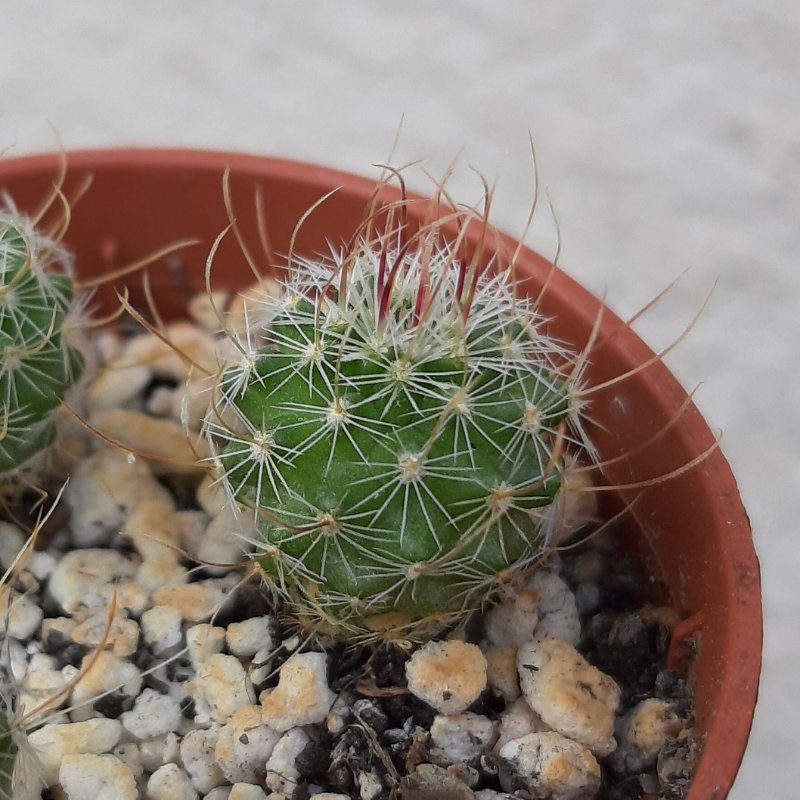A Stenocactus, not sure about the species, maybe 6 months old