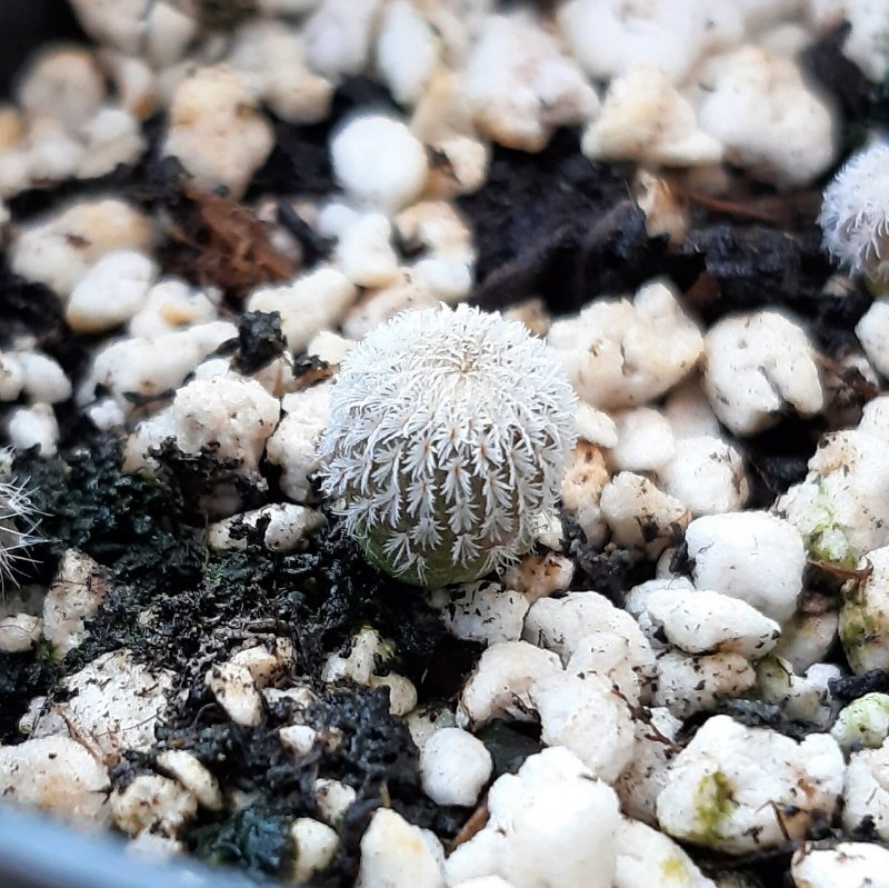 Epithelantha micromeris, 5 months old, 7mm wide