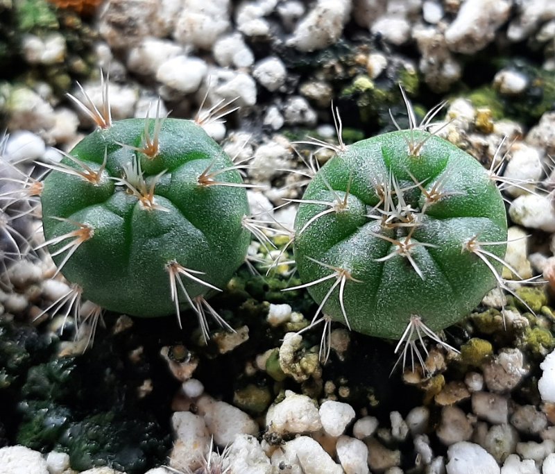An unidentified Gymnocalycium (lost track of seed bags), roughly 3 months old