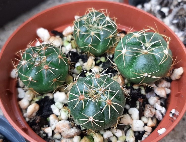 Gymnocalycium deeszianum, 10 months old