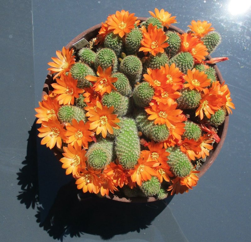 Rebutia fabrisii-1.jpg