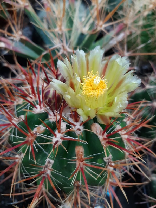 Ferocactus_orcuttii.jpg