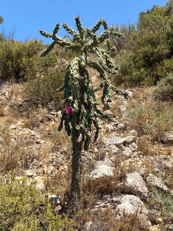 austrocylindropuntia subulata ?