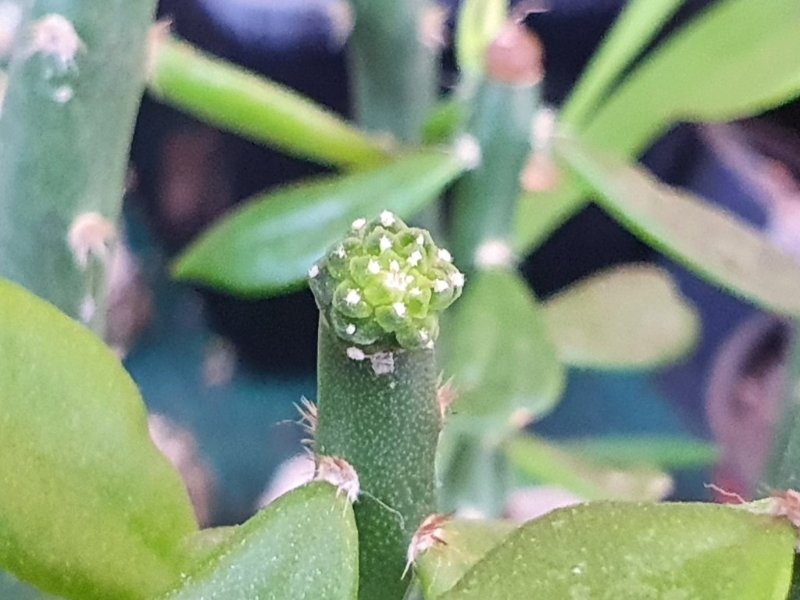 Aztekium valdezii grafted seedling.