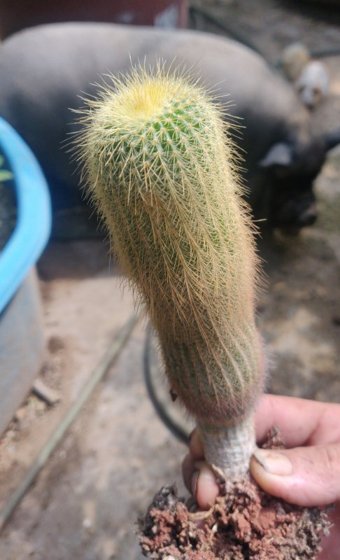 Cactus.jpg