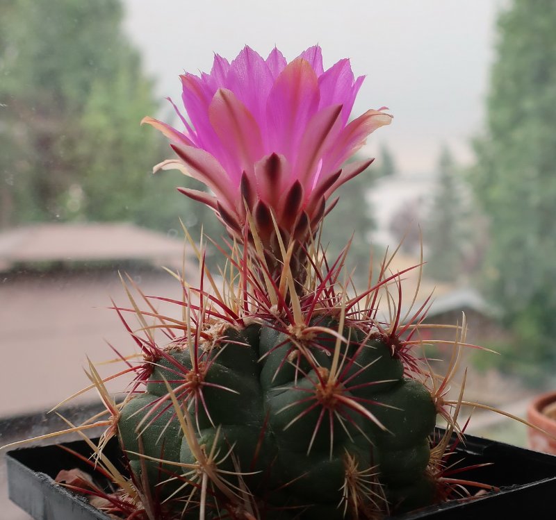 Thelocactus bicolor.