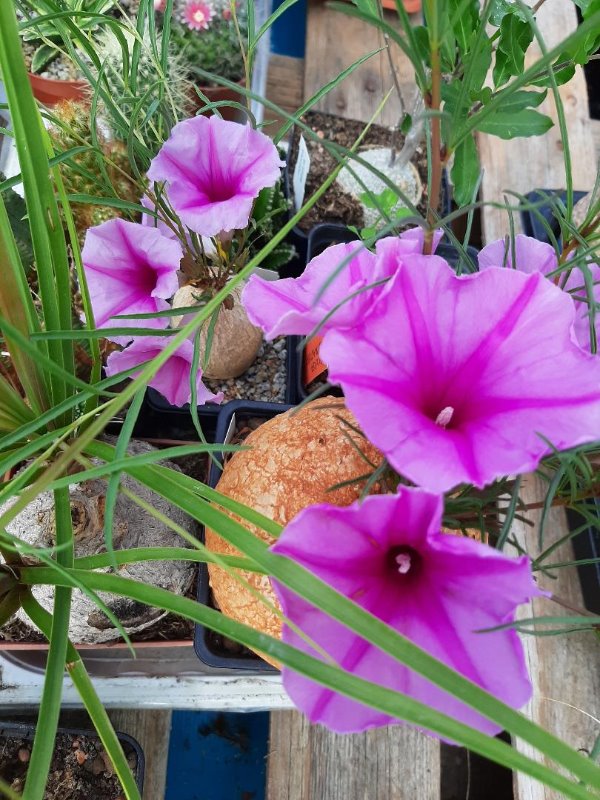 Ipomoea_holibii_bolusii.jpg