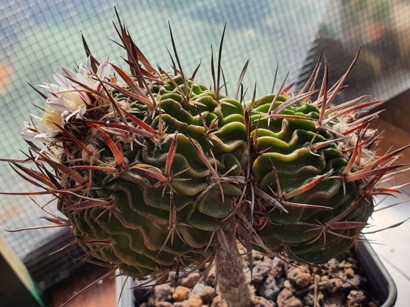 Fused Stenocactus