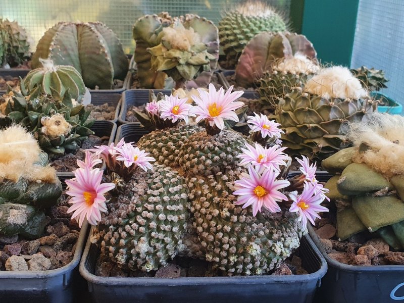 Turbinicarpus valdezianus