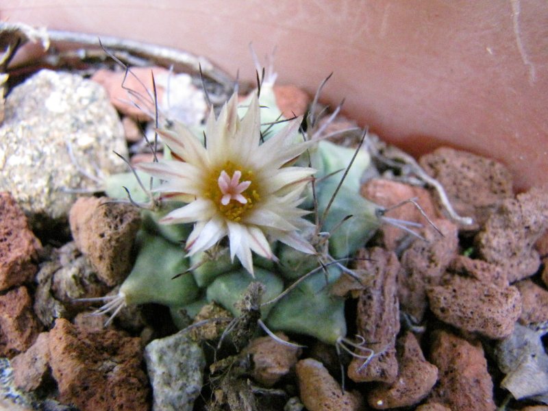 Turbinicarpus swobodae2.JPG