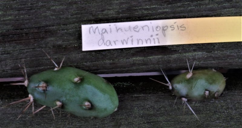 rsz 2021-8-30 Maihueniopsis darwinii.jpg