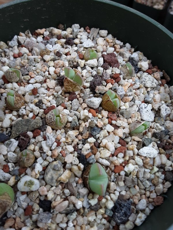 Conophytum herreanthus