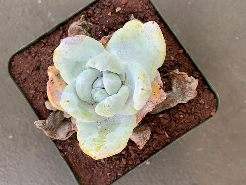 pachyphytum x caespitose.jpg