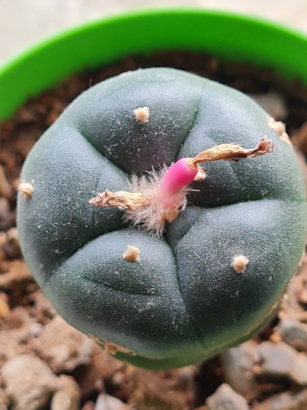 lophophora_fruit_1k.jpg