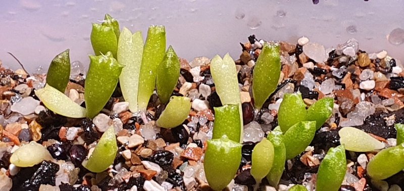 Variegated seedlings