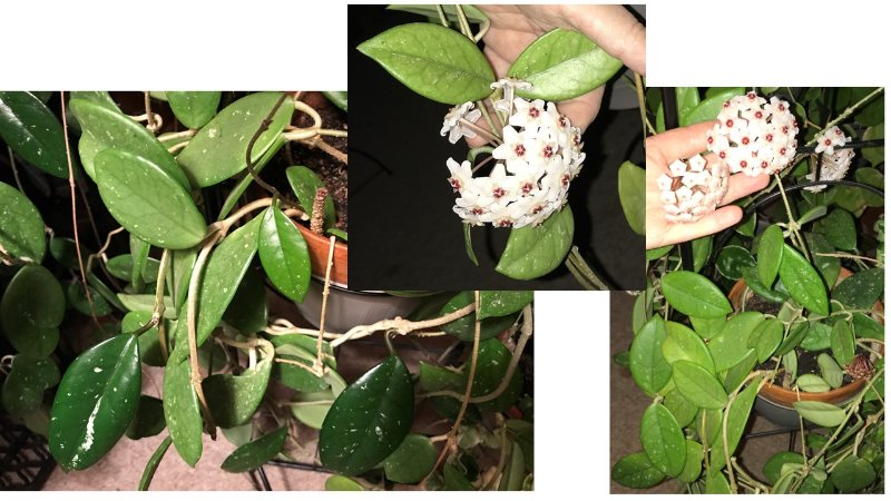 Hoya carnosa splash.jpg