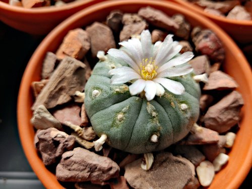 Lophophora.jpg