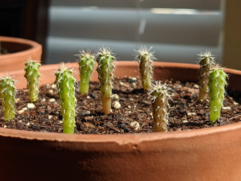 Trichocereus pachanoi