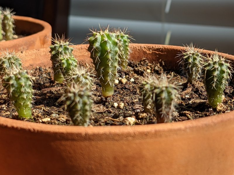 Trichocereus peruvianus