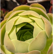 Aeonium 'Blushing Beauty'