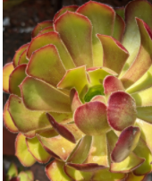 Aeonium arboreum atropurpureum