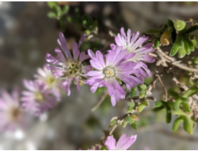 delosperma