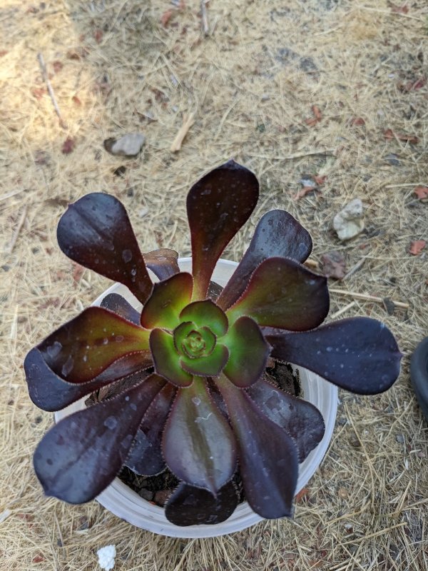 Aeonium Voodoo