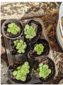 Aeonium Lily pad propagations