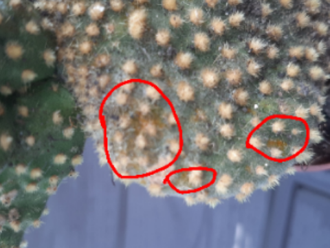 Cactus 2.png