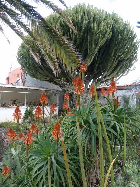 Aloe aborescens Blüten 2a (480x640).jpg