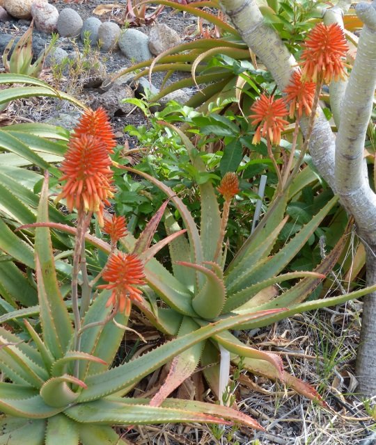Aloe elegance Hybride rot 1 (540x640).jpg