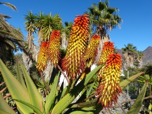 Aloe exelsa Blüten 1 (640x480).jpg