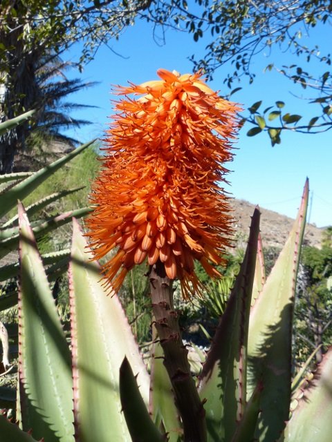 Aloe ferox Blüte 1 (480x640).jpg