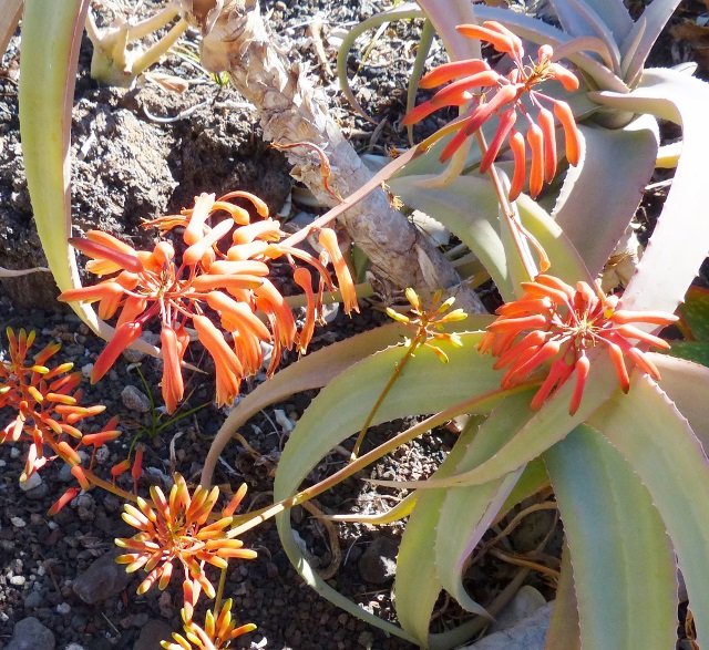 Aloe flexifoliata Blüten (640x587).jpg