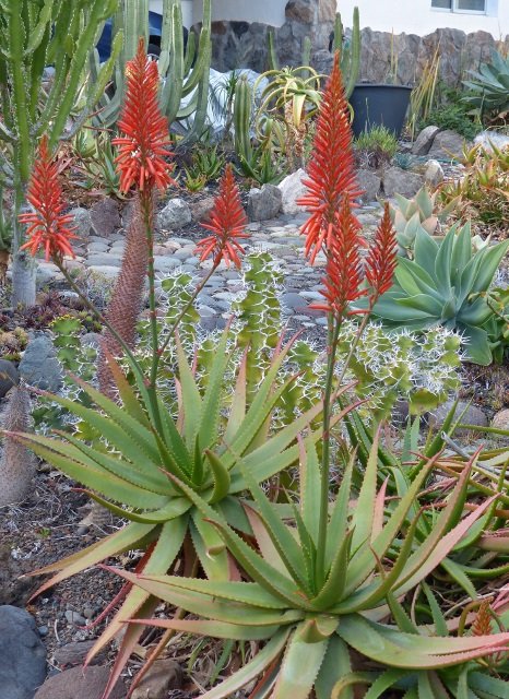 Aloe mzimbana Blüten 2 (466x640).jpg