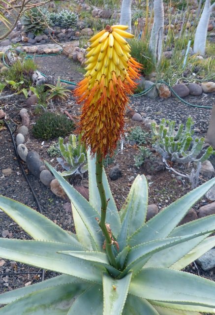 Aloe spectabilis Blüte 1 (437x640).jpg
