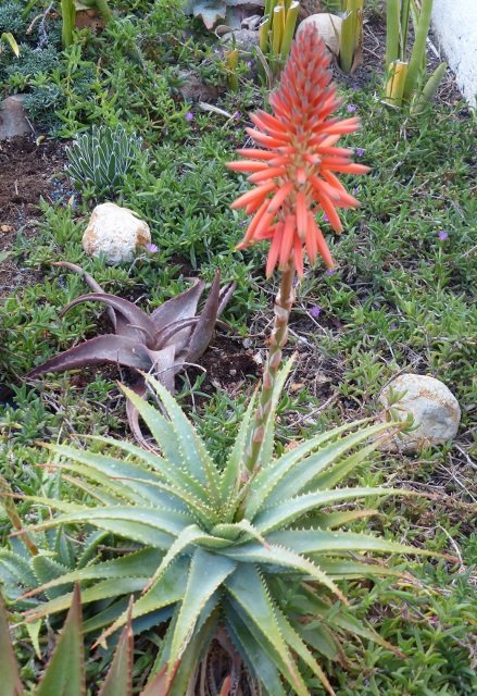 Aloe spinossisima mit Blüte (439x640).jpg