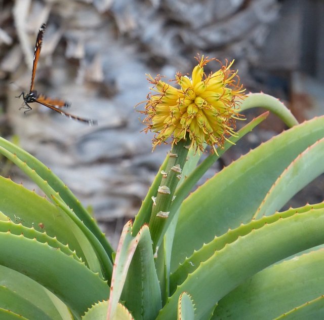 Aloe traskii mit Monarchfalter (640x632).jpg