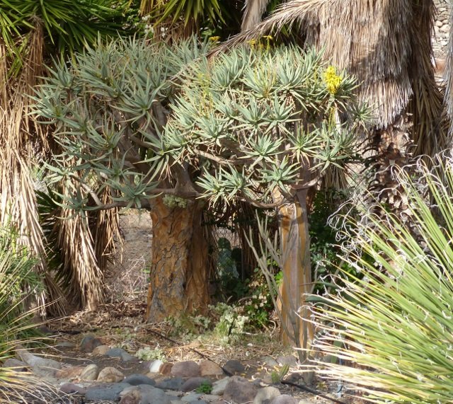 Aloe dichotoma (640x571).jpg