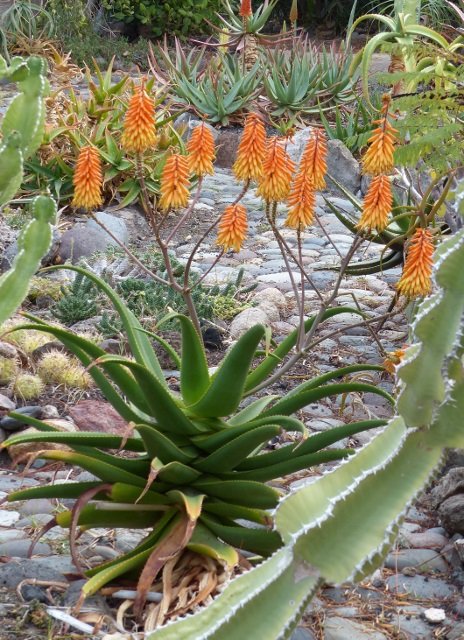 Aloe trichosantha Hybride (464x640).jpg