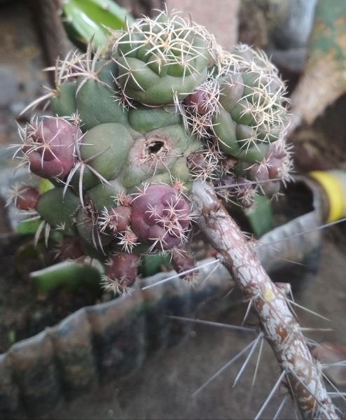 Hole after plucking out pups by force or twist