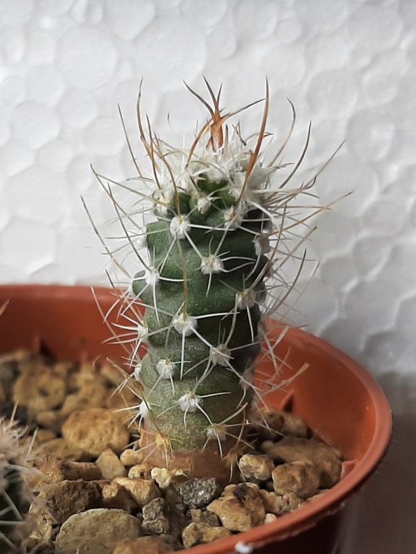 A Sclerocactus parviflorus I got from Steve-0. That is the only batch from last winter I still have under grow lights, since I expected it would pick up a bit, but it's a surprisingly slow species. They were sown 1 year ago.