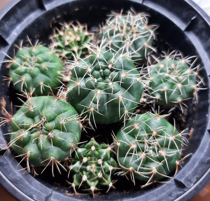 Gymnocalycium baldianum and G. mihanovichii, these are the seedlings that I kept for myself after growing a bunch of them and sending them back to the person who sent me the seeds. These G. baldianums are huge! Sown sometime in April.