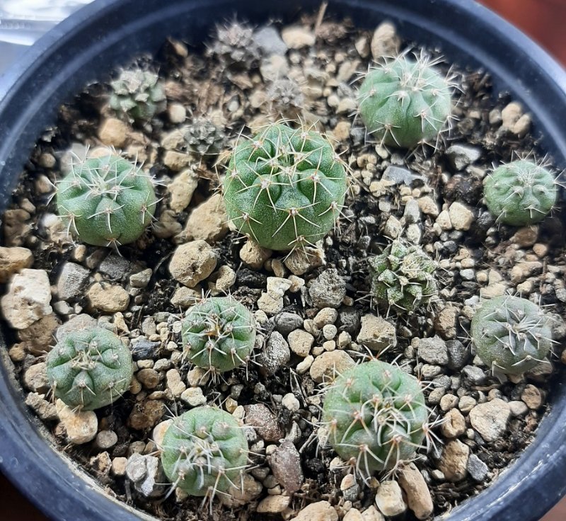 These were very stunted seedlings back this summer, I didn't think they would make it, but after watering them a lot more often than the rest, they started growing after a few months and turning green. Still, they are significantly smaller than those in the pic above. Also sown in April, they are from the same batch.