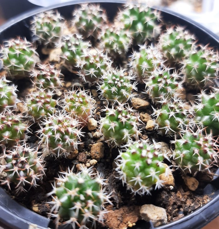 An unknow Mammillaria sown in June, approximately.  They were unpotted for a bit too long and they could have been bigger by now.