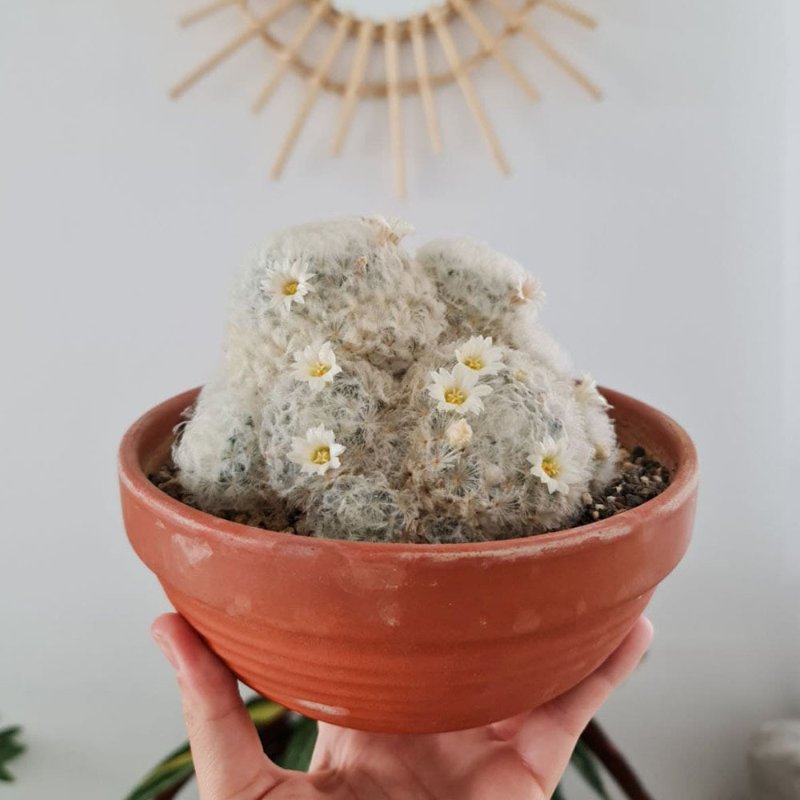 Mammillaria Plumosa