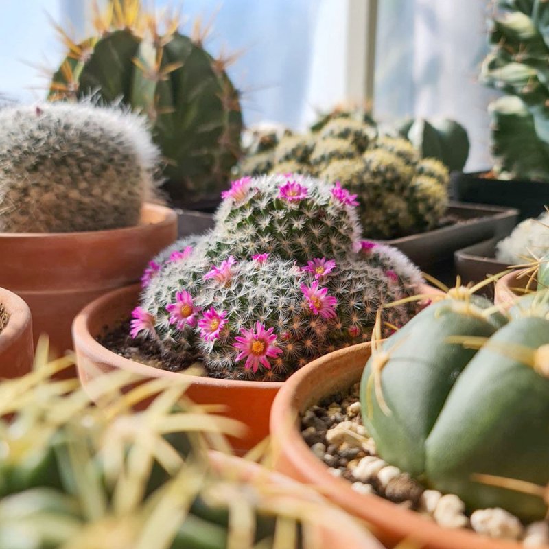 Mammillaria Laui f. Dasyacantha