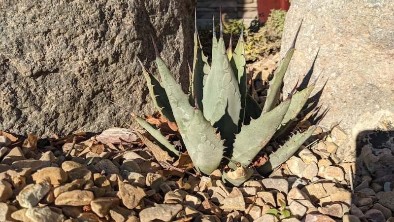 agave.jpg