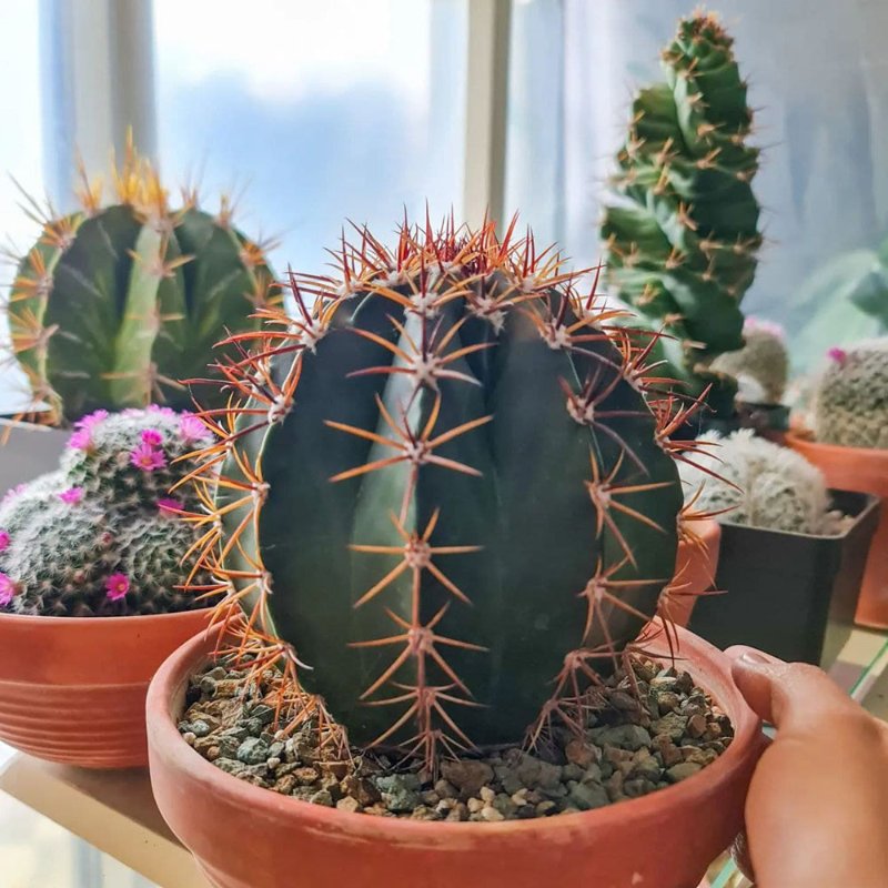 Melocactus pachycanthus